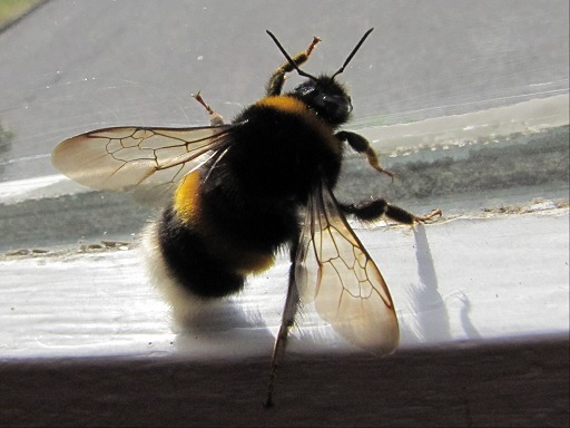 Bombus terrestris (Apidae)