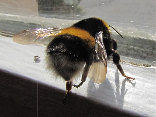 Bombus terrestris (Apidae)