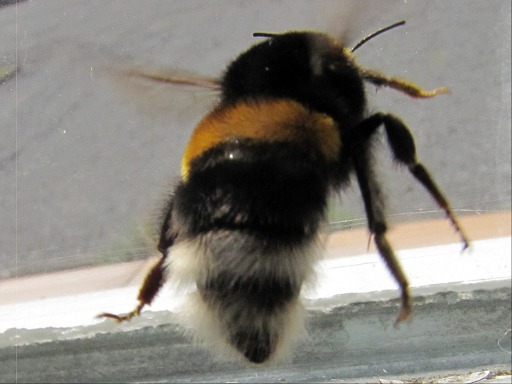 Bourdon terrestre