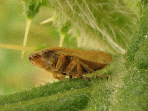 Cercope écumeux (Philaenus spumarius)