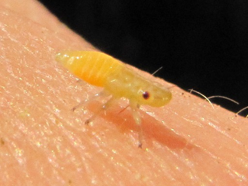 Cicadelle écumeuse