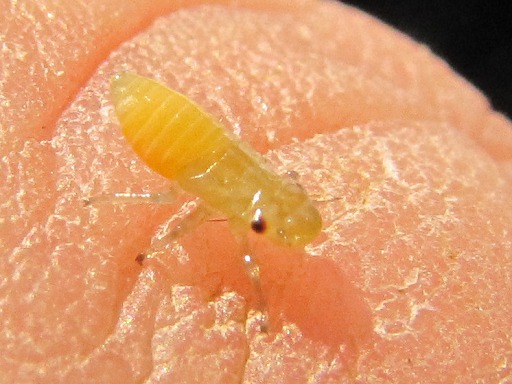Cicadelle écumeuse (Philaenus spumarius)
