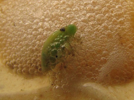Philaenus spumarius