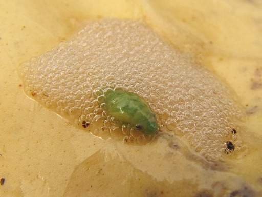 Cicadelle écumeuse