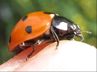 Cocinelle - Coccinella Septempunctata