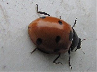Cocinelle - Coccinellidae