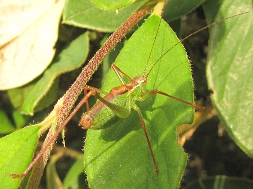 Isophya pyrenaea (Phanopteridae)