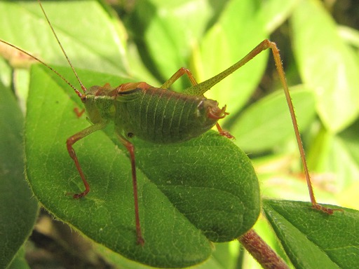 Isophya pyrenaea