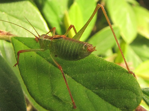 Isophya pyrenaea (Phanopteridae)