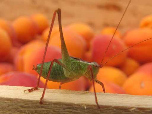 Isophya pyrenaea