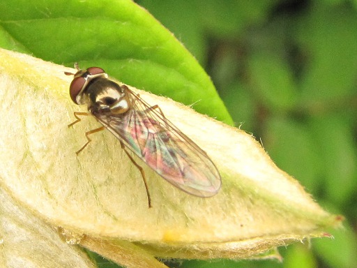Mouche - Episyrphus Balteatus Syrphes (Syrphidae)