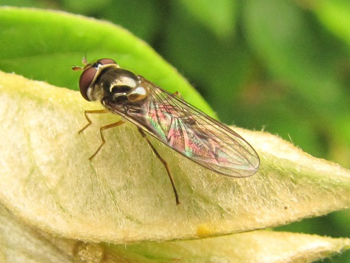 Episyrphus Balteatus Syrphes