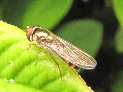 Mouche - Syrphidae
