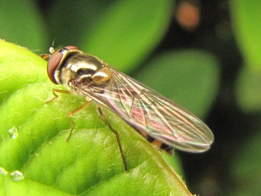 Mouche - Syrphes