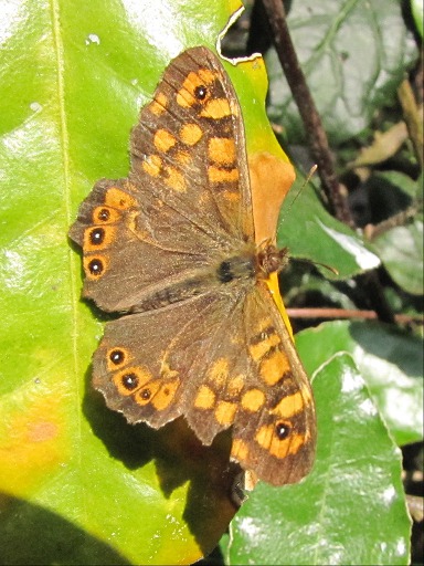 Erebia aethiops (Satyridae)