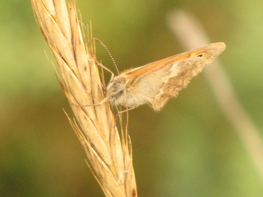 Grand ngre (Satyridae)