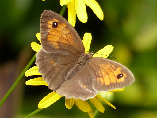 Erebia aethiops (Satyridae)