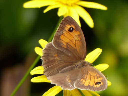 Grand ngre (Satyridae)