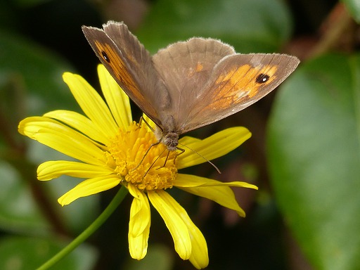 Grand ngre (Satyridae)