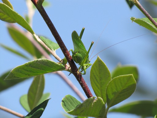 Grande Sauterelle Verte