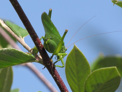 Grande Sauterelle Verte -  Tettigonia Viridissima