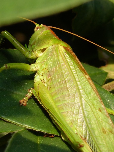 Tettigonia Viridissima (Orthoptères)