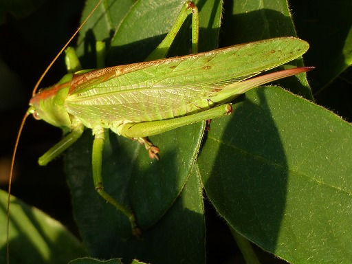 Grande Sauterelle Verte -  Tettigonia Viridissima