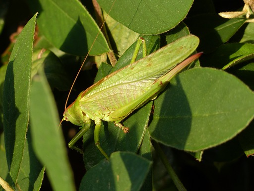 Tettigonia Viridissima (Orthoptères)