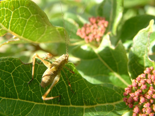 Oecanthus pellucens (Scopoli)
