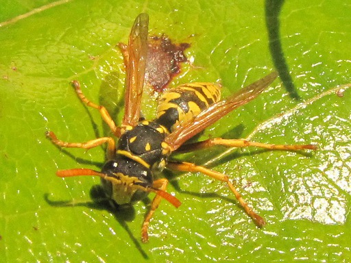 Paravespula vulgaris (Vespidae)