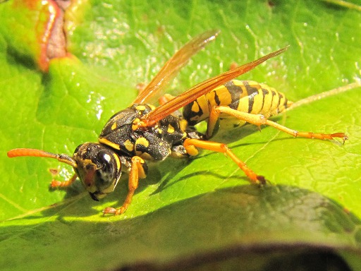 Paravespula vulgaris