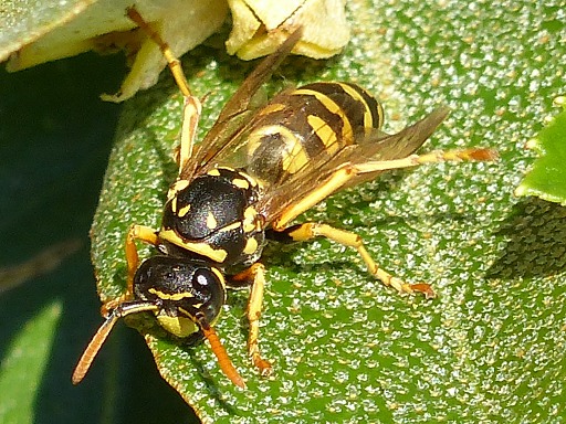 Paravespula vulgaris (Vespidae)