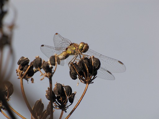 Libellule, Demoiselle