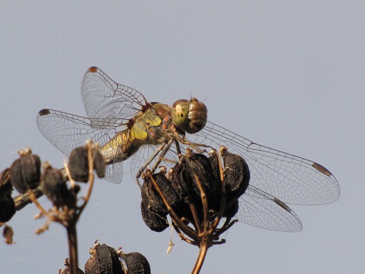 Demoiselle (Anax imperator)