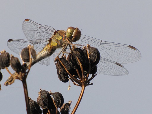 Libellule (Anax imperator)