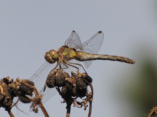 Libellule, Demoiselle