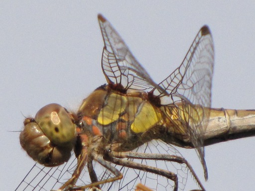Anax imperator