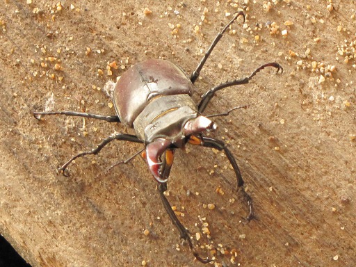 Lucanus Cervus