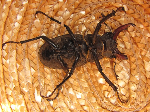 Lucane Cerf-Volant (Lucanus Cervus)