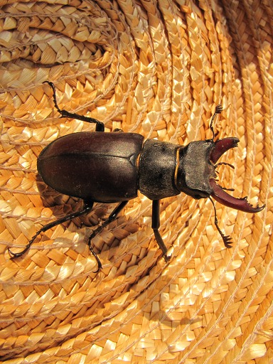 Lucanus Cervus