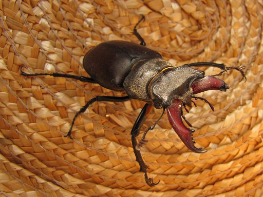 Lucane Cerf-Volant (Lucanus Cervus)
