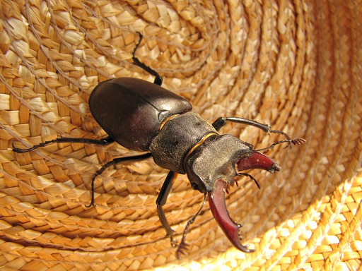 Lucane Cerf-Volant mle