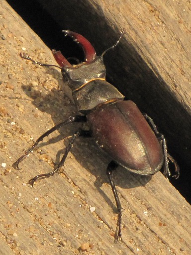 Lucanus Cervus