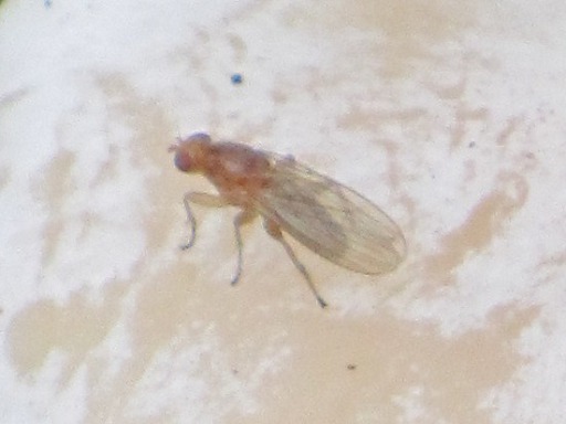 Mouche - Rhagio scolopaceux (Rhagionidae)