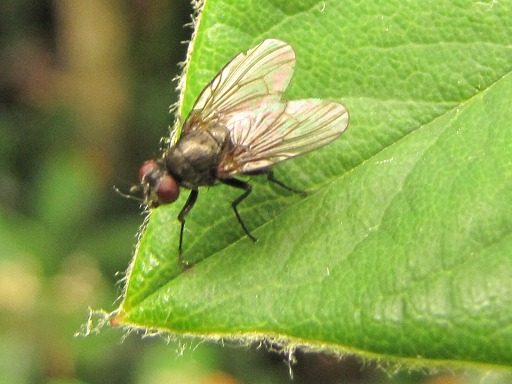 Tabanus bovinus (Tabanidae)