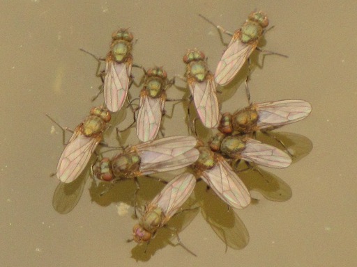 Episyrphus Balteatus Syrphes