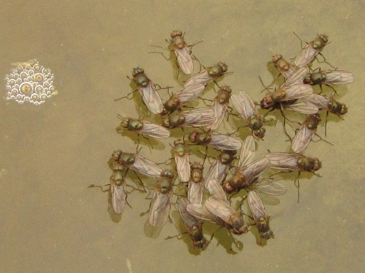 Mouche - Syrphes