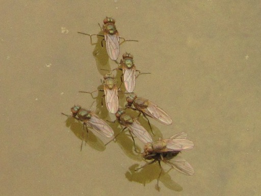 Mouche - Episyrphus Balteatus Syrphes (Syrphidae)