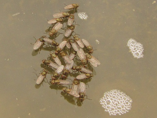 Episyrphus Balteatus Syrphes