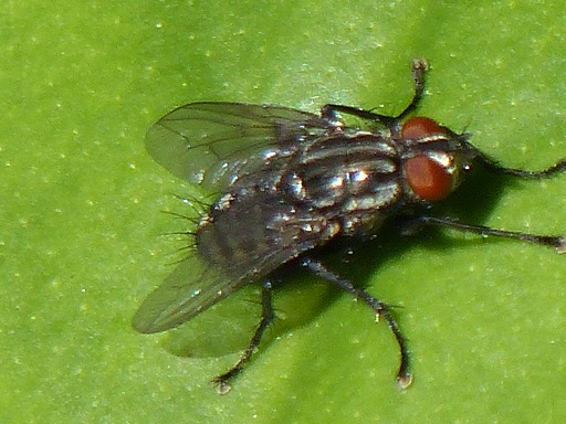 Mouche domestique